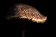 Close-up of a large umbrella forest mushroom that is red with brown spots. The mushroom is in front of a dark background. You can see lamellae at the edge.