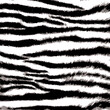 Zebra print. Zebra skin texture. Zebra skin, stripes pattern