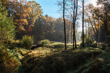Fototapeta Łazienka - Jesienny krajobraz z drzewami