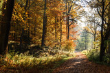 Fototapeta Łazienka - Jesień i las