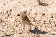 Grasshopper Sparrow On Ground