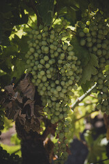 Wall Mural -  ripe big green grapes on the vine on a warm day