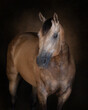 Portrait of a buckskin horse on painterly backdrio