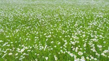 White blooming chamomile flowers summer field meadow. Beautiful flower sways in the wind on a sunny day. Wide shot.