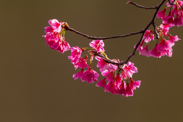 Wall Mural - cherry blossom