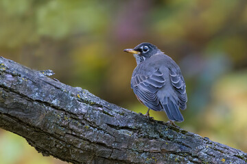 Canvas Print - American robin in autumn