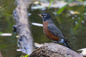 Canvas Print - American robin in autumn