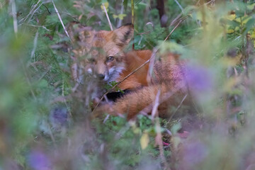 Sticker - Red fox portrait in autumn