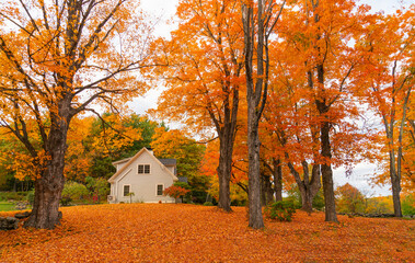 Poster - colorful autumn trees and houses in residential area