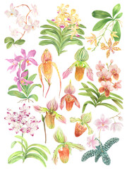 Wall Mural - Watercolor Philippine flora Orchidaceae set