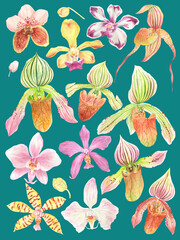 Poster - Watercolor Philippine flora Orchidaceae flowers