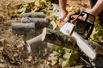 Canvas Print - In aftermath of violent hurricane storm, municipal worker cuts down and removes broken uprooted tree from park.