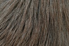 Macro Photo Of A Red-gray Dog's Fur