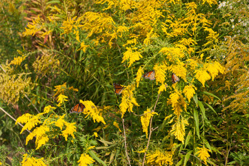 Wall Mural - goldenrod wildflowers and Danaus plexippus feeding