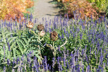 View Of The Garden With Dried Artichoke Flowers (at Center)