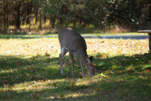 Beautiful Brown Juvenile Whitetail Deer Standing In The Park At Green Lane Reservoir. It Stood Here Eating For A While As I Slowly Approached It And Then Finally Took Off. This Deer Was So Pretty.