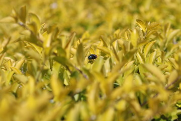 Fly in the bush