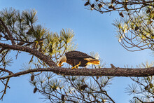 Bald Eagle Preening After A Meal
