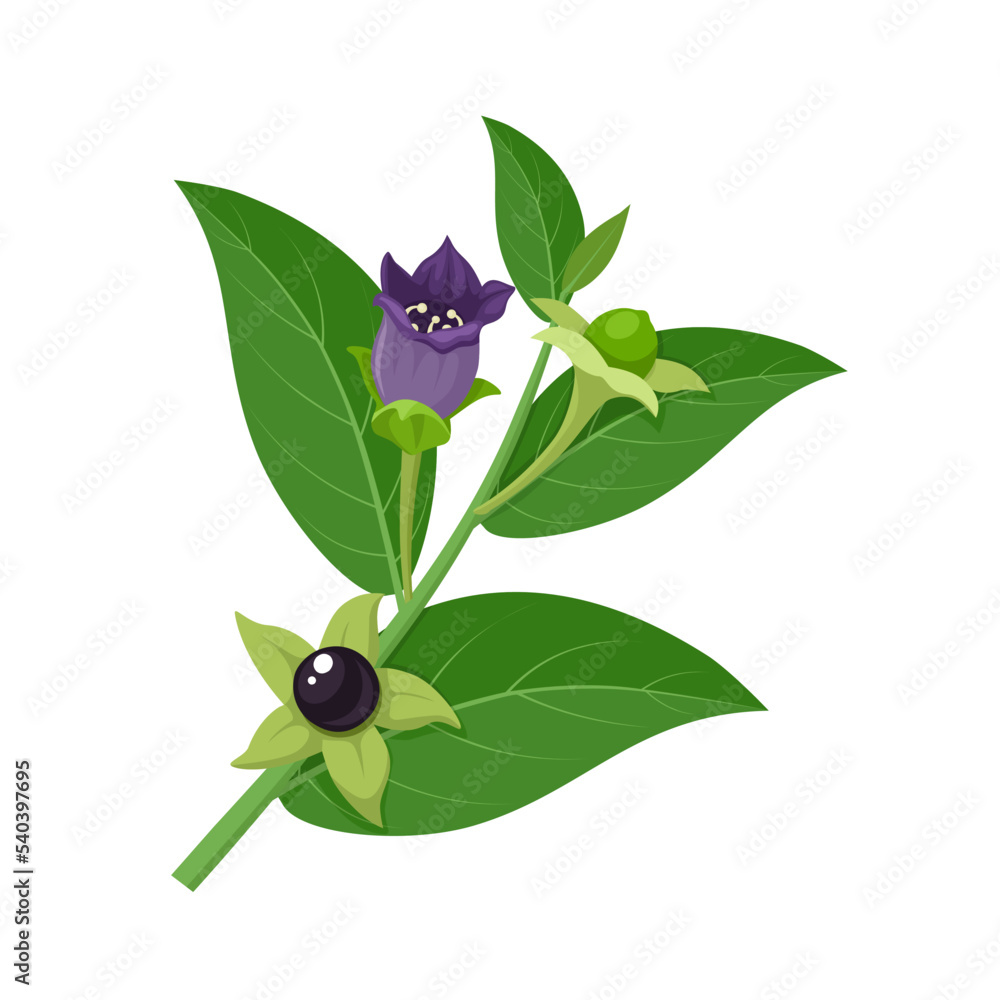 belladonna Vector illustration, Belladonna, which has another name Atropa belladonna or nightshade, isolated on white background. の Stock ベクター | Adobe Stock