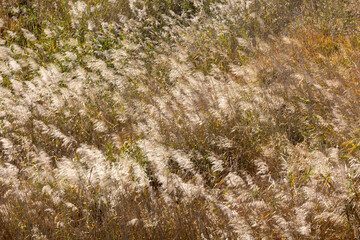 Wall Mural - wind and reed