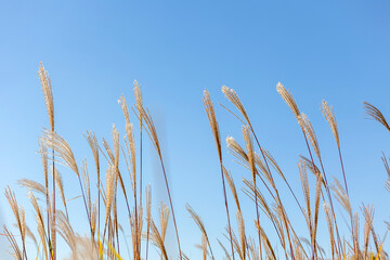 reeds against blue sky