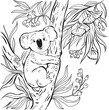 Cute Koala On A Eucalyptus Tree Children's Coloring Pages Drawing Vector