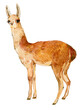 Llama animal watercolor illustration