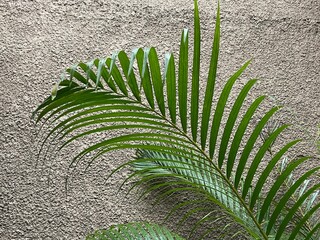 green tree palm