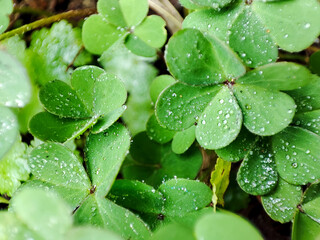 The four-leaf clover is a rare variation of the common three-leaf clover. 