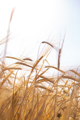 Wall Mural - Wheat field on a sunny day. Grain farming, ears of wheat close-up. Agriculture, growing food products.