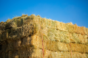 Wall Mural - Haystack, group hay bale. Feed supplies for livestock. Agricultural farm, harvesting with dry grass, heap of dried grass hay, straw.