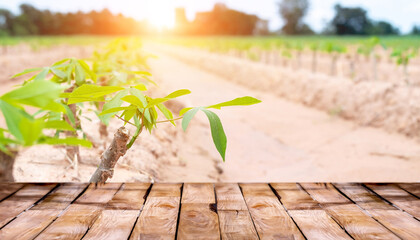 Beautiful  wooden floor and cassava field nature background, agriculture product standing showcase background