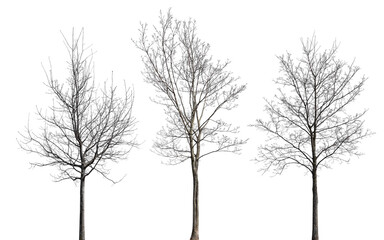 Wall Mural - three medium maples with bare branches isolated on white