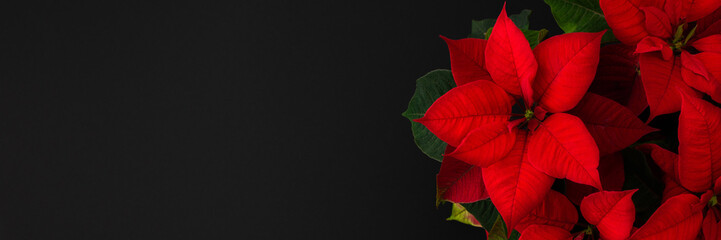 Beautiful Christmas flower banner, Poinsettia close-up on a black background