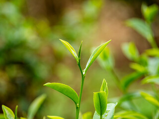  Close up Fresh Tree Green tea plantations mountain green nature in herbal farm plant background morning. Tea tree leaves field young tender bud herbal Green tea tree in camellia sinensis organic farm