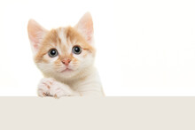 Adorable Baby Cat With Its Paws Folded Like Its Praying Or Begging Isolated On A White Background With Space For Copy