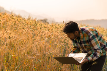 Wall Mural - Man agronomist analyzing data in barley field. Male farmer examines the field of cereals and sends data to the cloud from the tablet. Smart farming and digital agriculture. Modern farm management