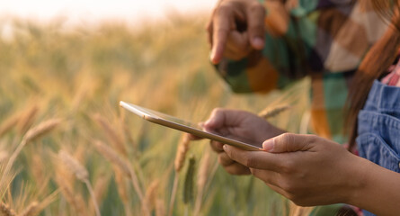 Wall Mural - Couple agronomist analyzing data in barley field. Couple farmer examines the field of cereals and sends data to the cloud from the tablet. Smart farming and digital agriculture. Modern farm management