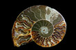 Ammonite
