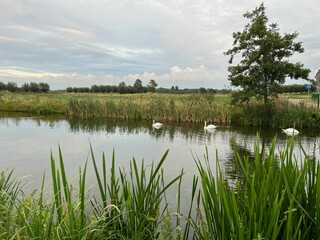 Poster - Beautiful view of swans on river, reeds and cloudy sky