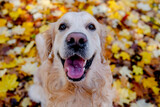Fototapeta Pokój dzieciecy - Golden retriever dog outdoors