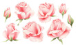 Watercolor set with pink rosebuds isolated.
