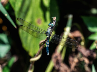 Wall Mural - White-tailed skimmer on a twig 2