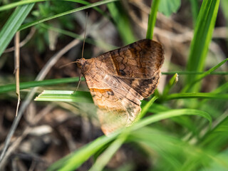 Wall Mural - brown-striped semilooper moth hides in grass