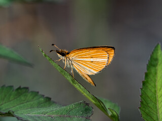 Wall Mural - silver-lined grass skipper butterfly on a leaf