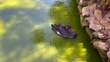 Single Black Swan Cleaning Its Feathers While Floating On A Green Water Pond