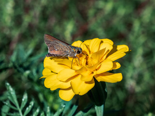 Poster - Common Straight Swift butterfly on yellow flower 1