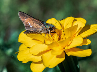 Poster - Common Straight Swift butterfly on yellow flower 2