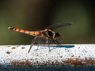 Poster - autumn darter dragonfly resting near Japan farm 1