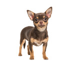 Fototapeta Zwierzęta - Pretty brown standing chihuahua isolated on a white background